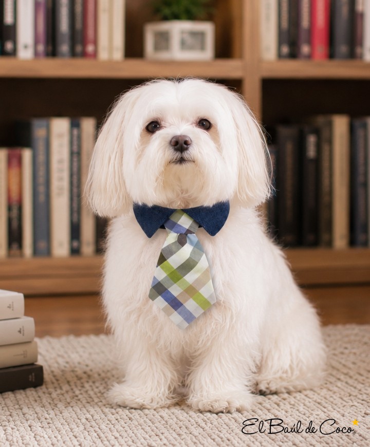 Gentledog