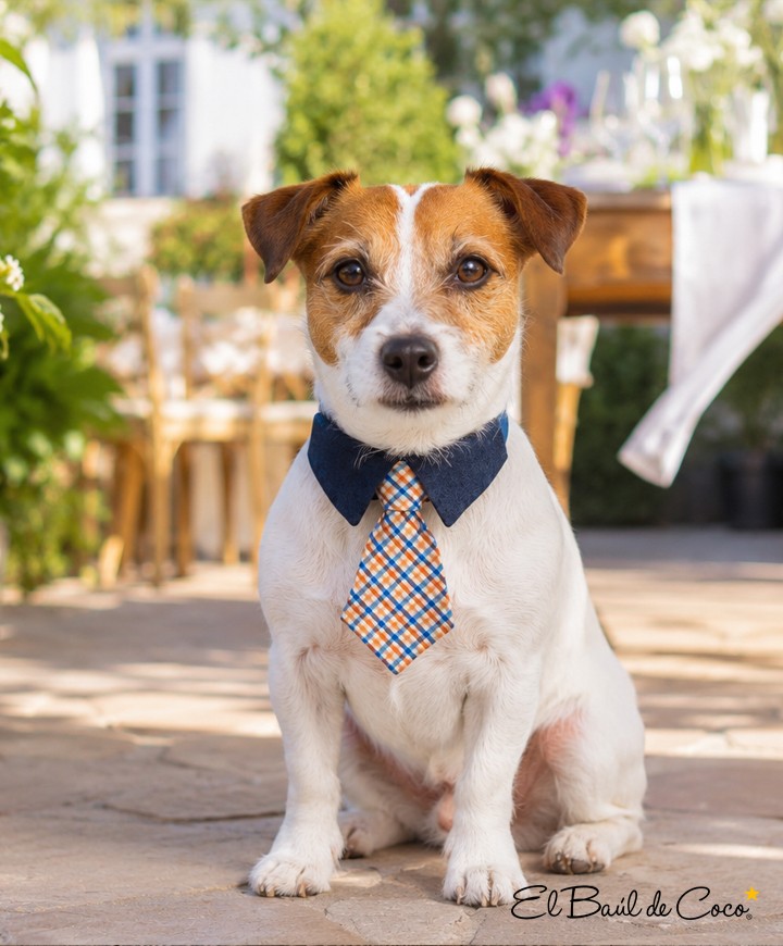 Blue Dandy